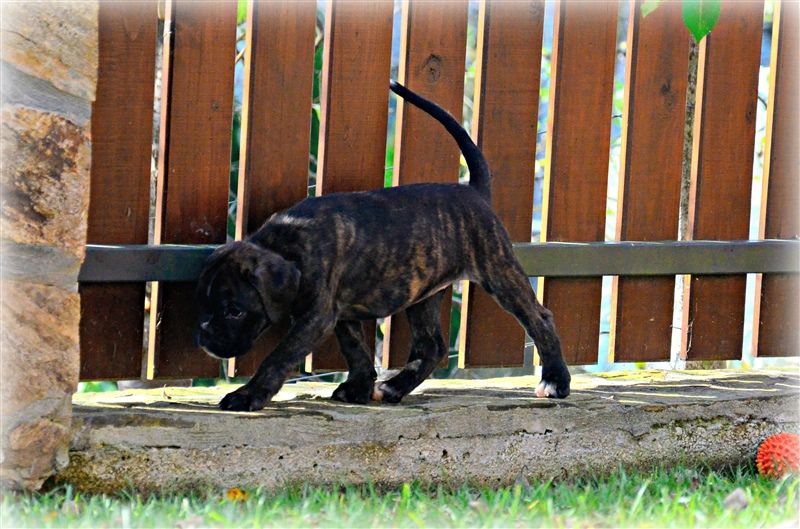 Frida, 7 weeks